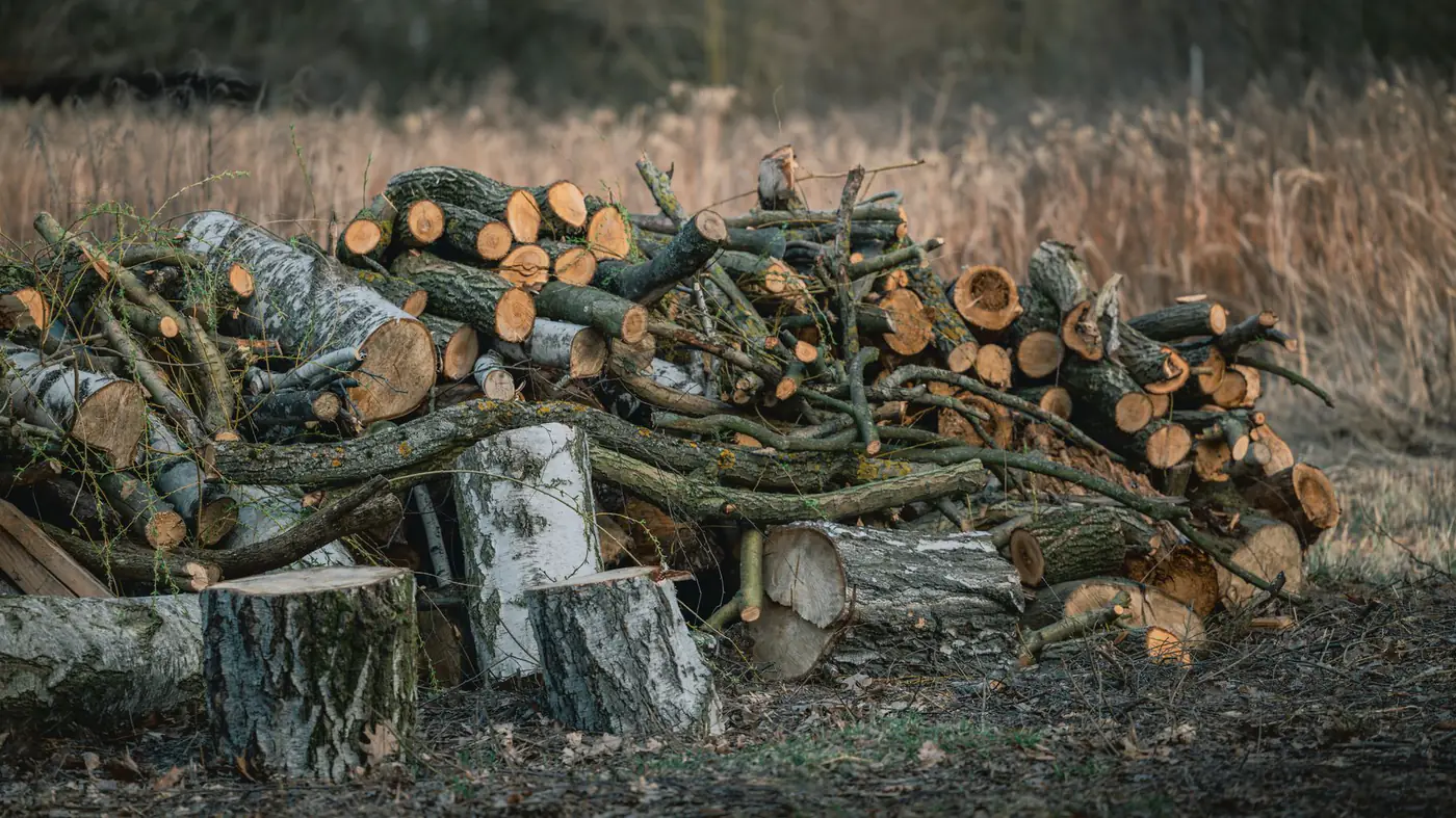 Pile of cut tree limbs, branches and log rounds stacked in a field after tree work
