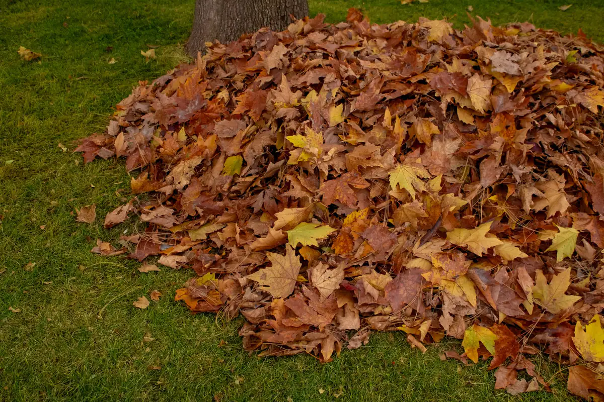Large pile of raked autumn leaves on a green lawn beneath a tree