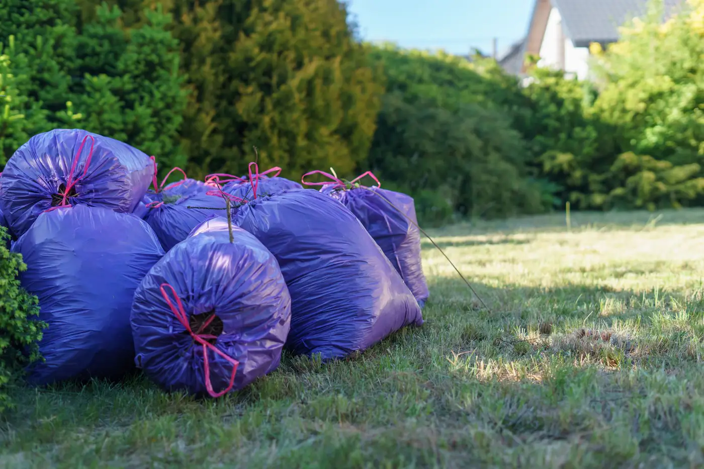Several full yard waste bags tied closed and sitting on a lawn next to a hedge